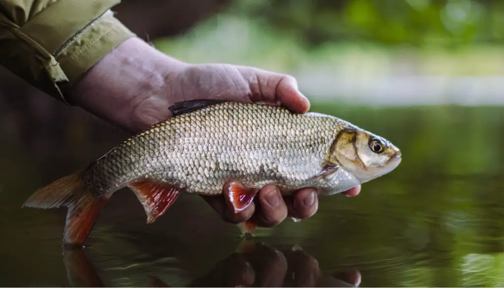Wat Is Het Beste Aas Voor Het Vangen Van Voorn? HobbyBuiten