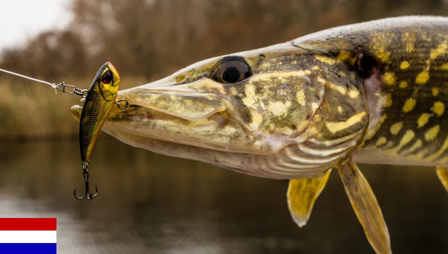 Beste Snoek Plekken Nederland